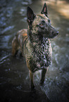 standing Malinois