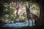 standing Malinois