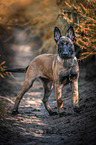 standing Malinois Puppy