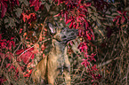 sitting Malinois Puppy