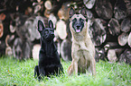 Malinois with German Shepherd Dog