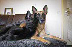 Malinois with German Shepherd Dog