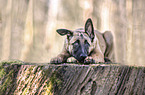 lying Malinois Puppy