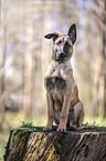 sitting Malinois Puppy