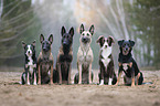 group Dogs