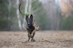 running Malinois