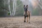running Malinois