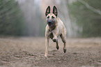 running Malinois