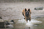 Malinois