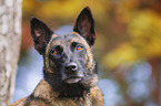 Malinois Portrait