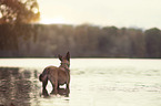 standing Malinois
