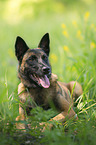 lying Malinois