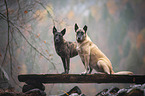 Malinois with Hollandse Herdershond