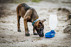 standing Malinois Puppy