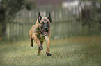 running Malinois