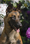Malinois portrait