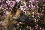 Malinois portrait