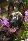 Malinois portrait