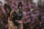 Malinois portrait