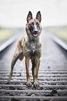 standing Malinois