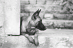 lying Malinois