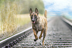 running Malinois