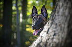 Malinois portrait