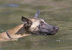 Malinois in the water