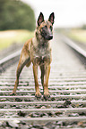 standing Malinois