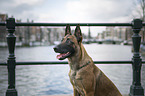 Malinois