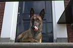 lying Malinois