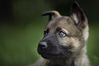 Malinois Puppy portrait