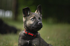 Malinois Puppy portrait