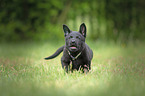 running Malinois Puppy