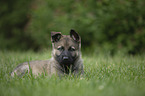 lying Malinois Puppy