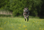 running Malinois