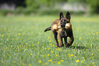 running Malinois Puppy