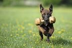 running Malinois Puppy