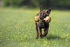 running Malinois Puppy