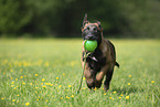 running Malinois Puppy
