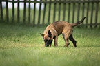 walking Malinois Puppy