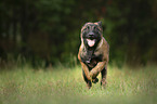 running Malinois