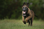 running Malinois Puppy