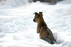 Malinois Puppy in the snow