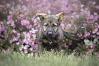 standing Malinois Puppy