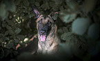 Malinois portrait