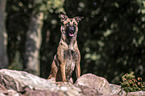 sitting Malinois