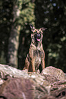 sitting Malinois