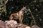standing Malinois