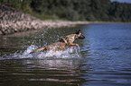 running Malinois